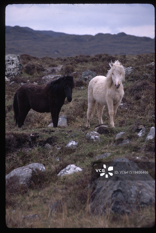 康尼马拉小马在莱特迪夫沼泽的乡村图片素材