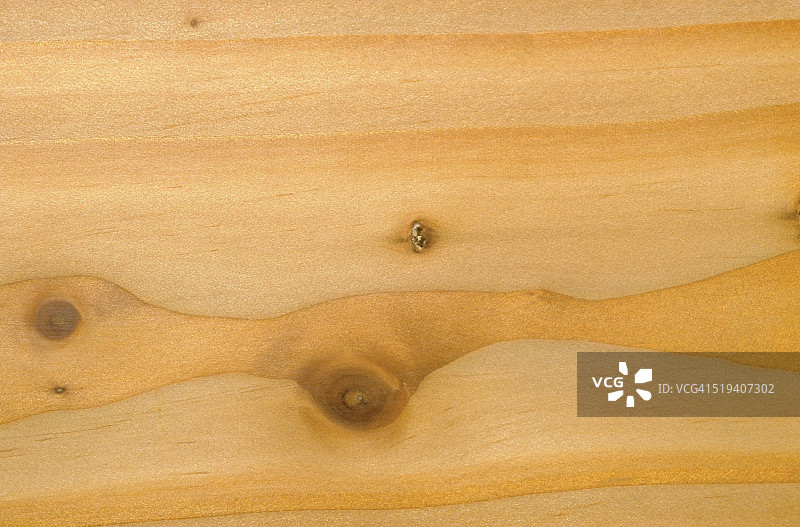 落叶松图片素材