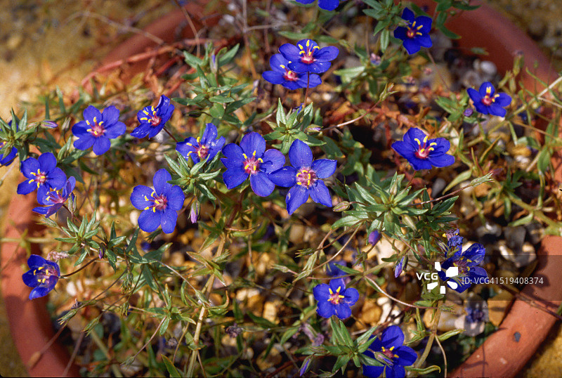 蓝繁缕图片素材