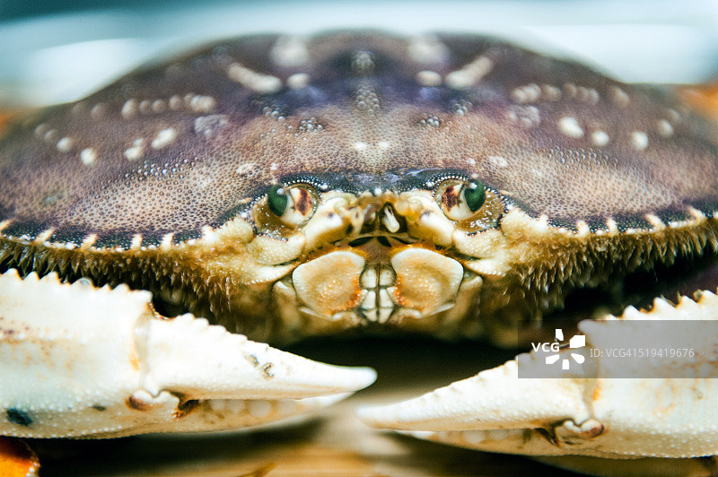 鲜活的珍宝蟹图片素材