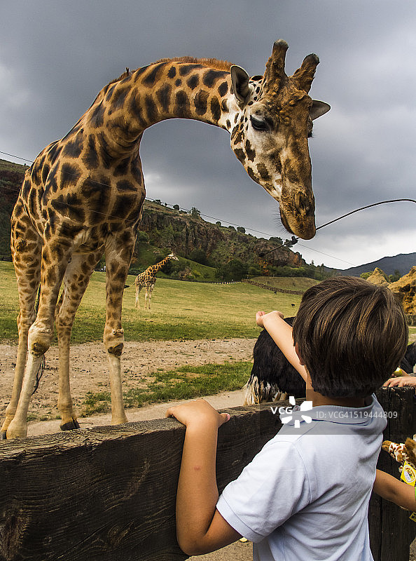 和长颈鹿在一起的儿童图片素材