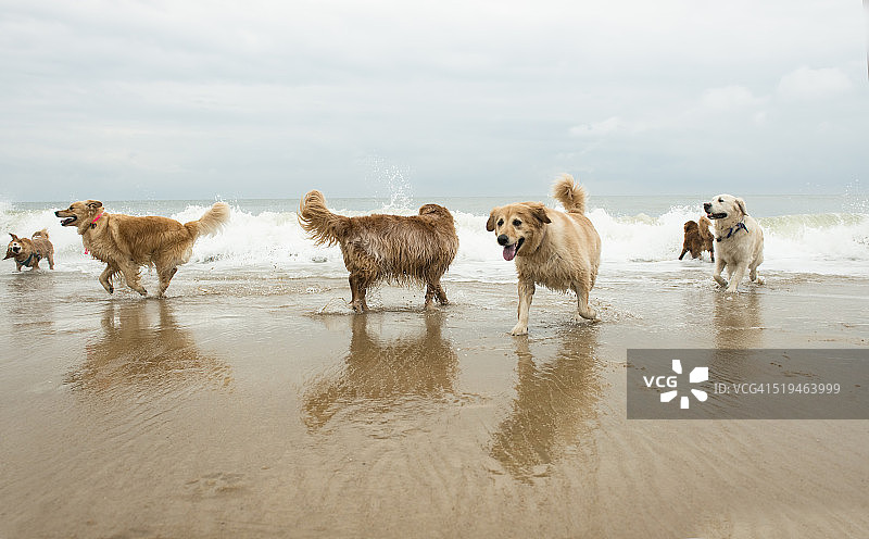 海滩上的狗狗图片素材