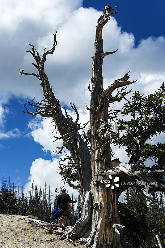 高山上的狐尾松图片素材