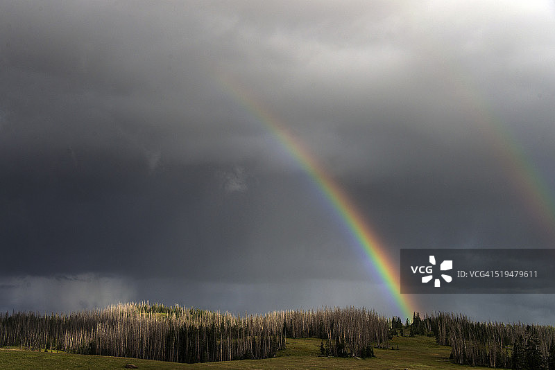 森林上的彩虹图片素材