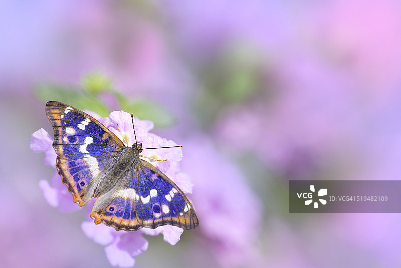粉色花朵上的小紫蛱蝶图片素材
