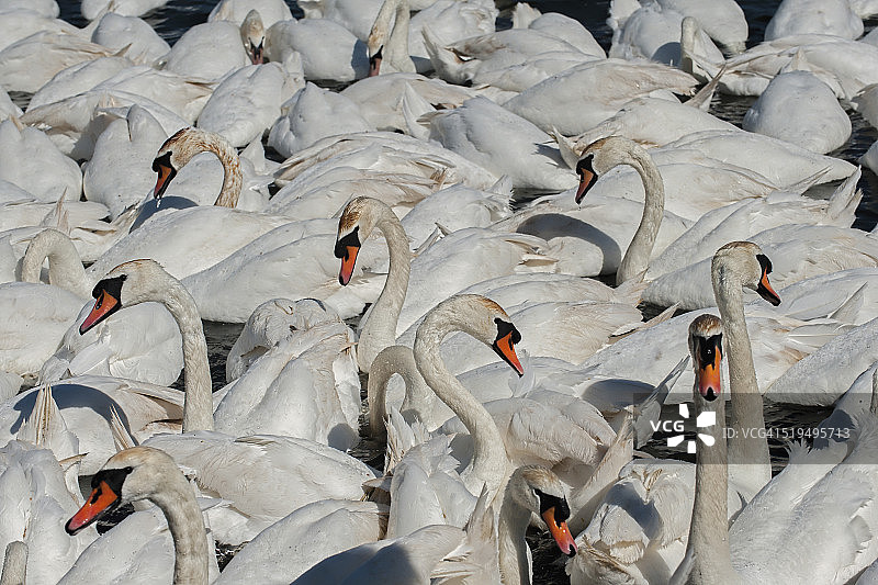 一群疣鼻天鹅图片素材