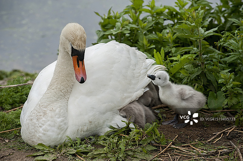 疣鼻天鹅和幼崽图片素材