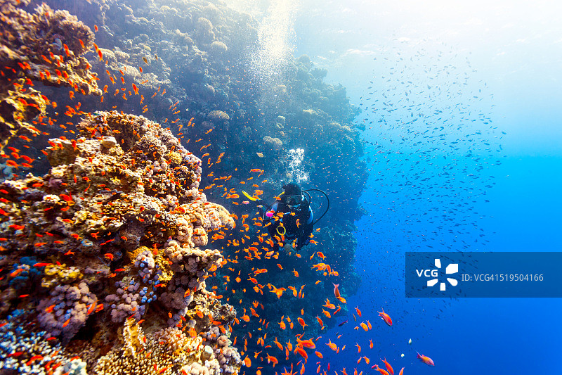 水肺潜水员在珊瑚礁游泳图片素材