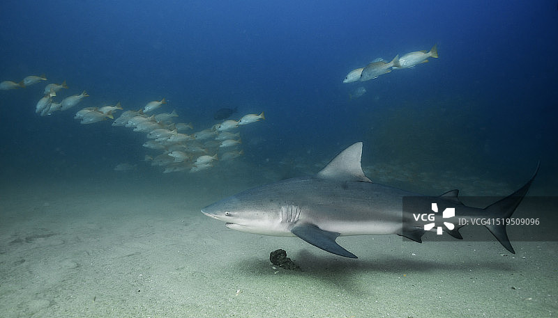 底部公牛图片素材