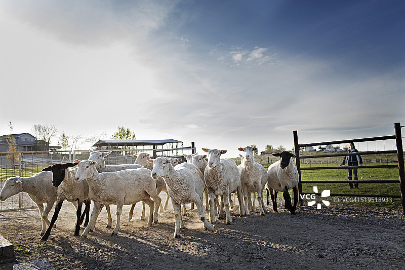 在农场把羊赶进围栏图片素材