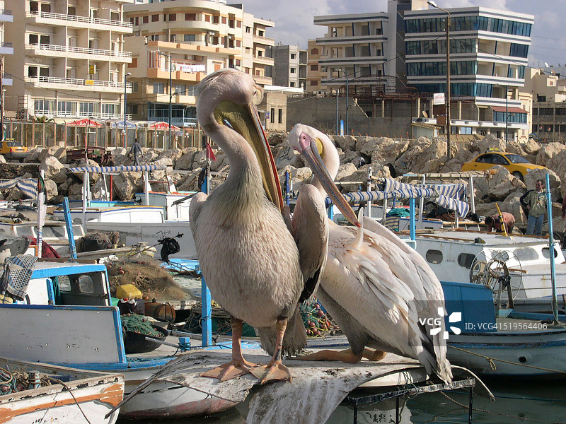叙利亚鹈鹕图片素材