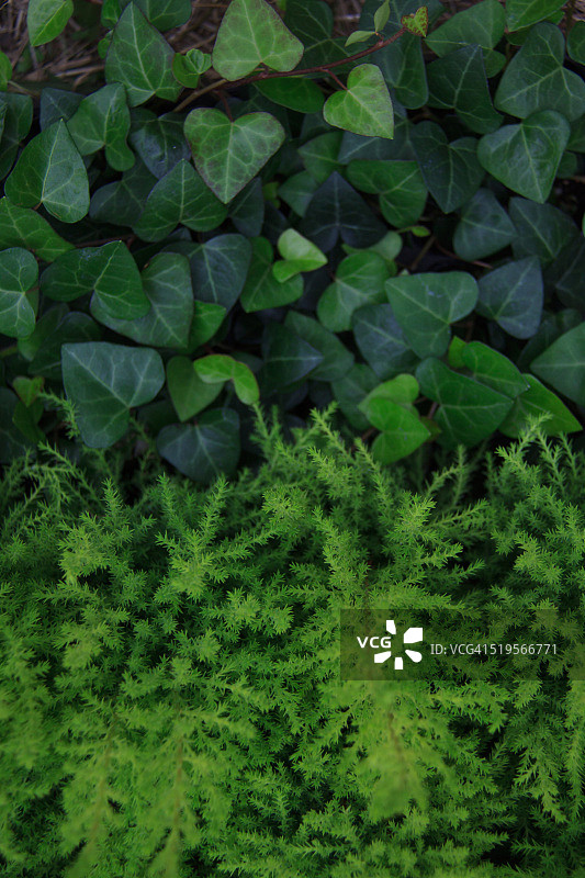 两个绿色物体图片素材