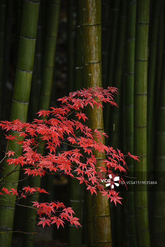 枫树与竹图片素材