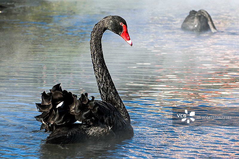 黑天鹅图片素材