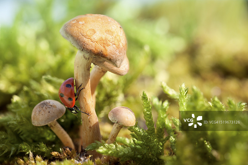 蘑菇上的瓢虫图片素材