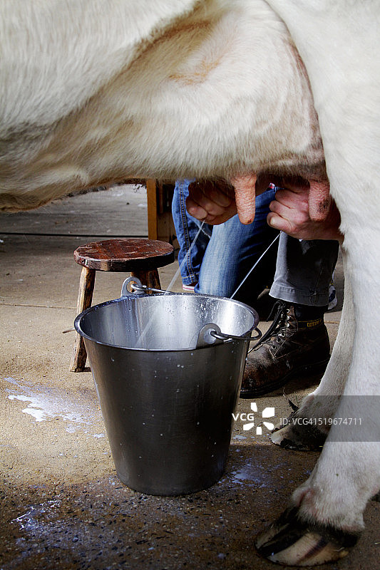 挤牛奶图片素材