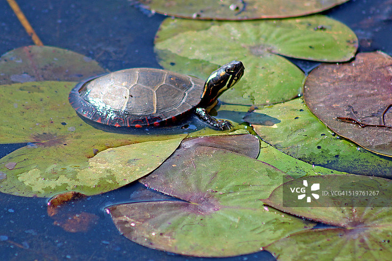 荷叶上的乌龟图片素材