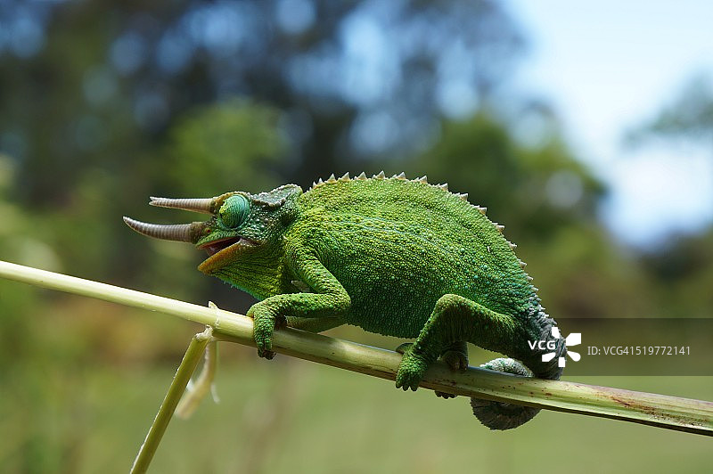 树枝上的雄性杰克逊变色龙图片素材