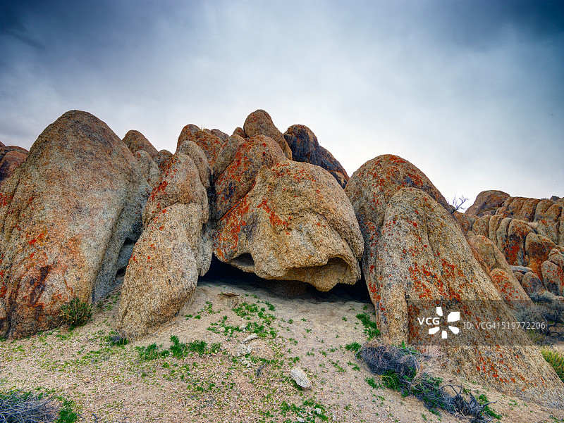 沙漠龟图片素材