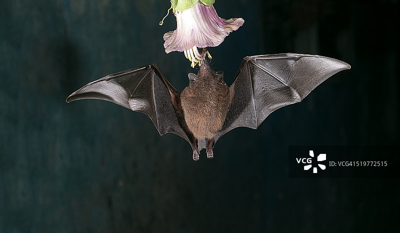 热带长吻蝠图片素材