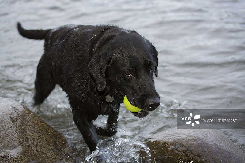 黑色拉布拉多在湖中叼着网球图片素材