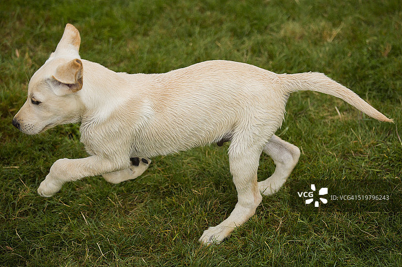 黄色拉布拉多幼犬图片素材
