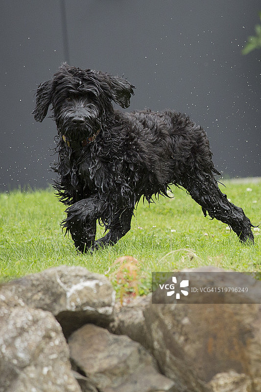 黄色拉布拉多幼犬图片素材