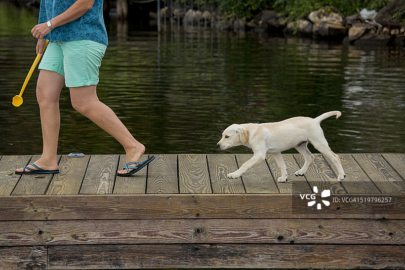 黄色拉布拉多幼犬图片素材