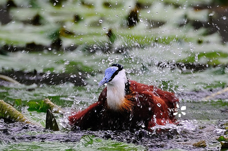 非洲水雉图片素材