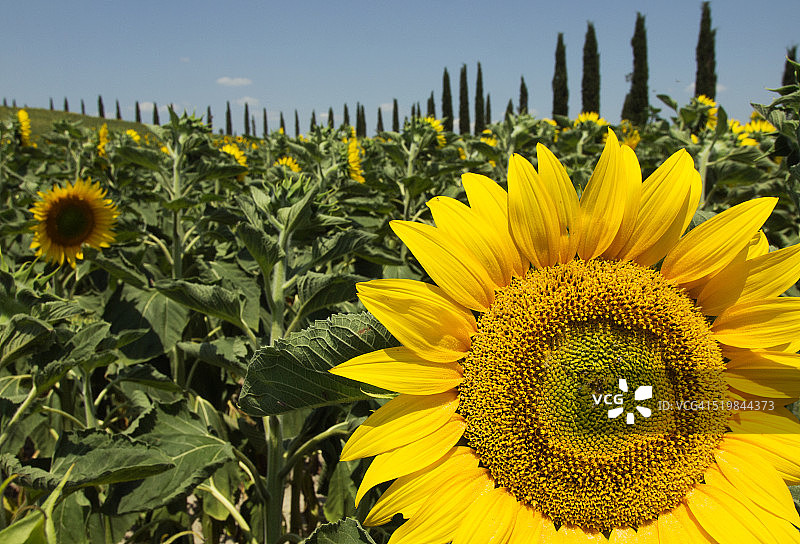托斯卡纳的向日葵图片素材