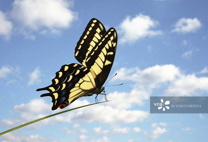 在草叶上的燕尾蝶图片素材