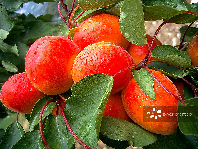 雨后成熟的法国杏子图片素材