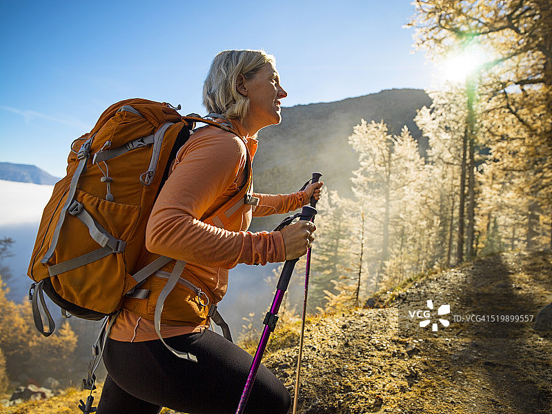 徒步者穿行于高山落叶松林图片素材