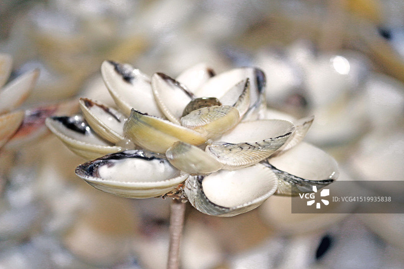 贝壳花图片素材