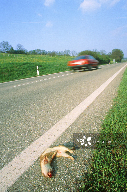 乡村公路上的动物尸体图片素材