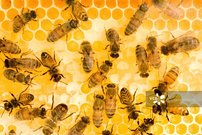 忙碌的蜜蜂们图片素材