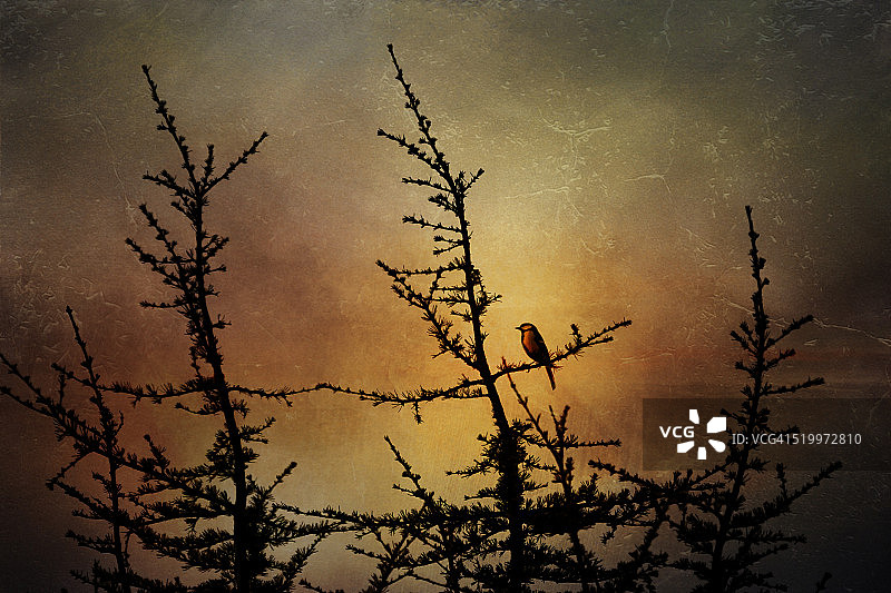 山雀栖息在树枝上图片素材