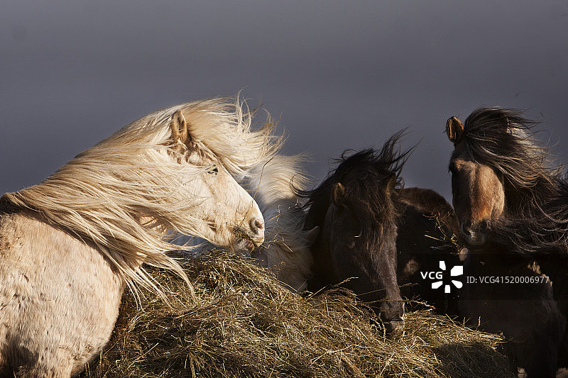 一群马吃干草图片素材