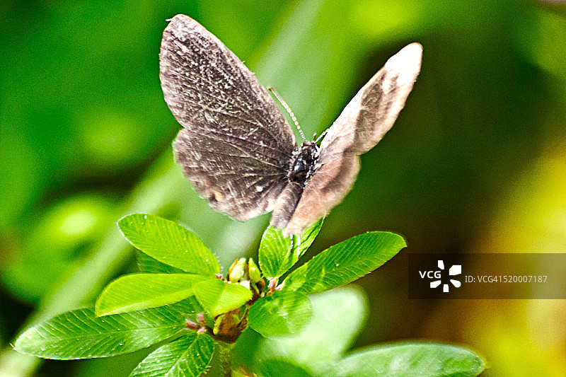 银斑灰蝶图片素材