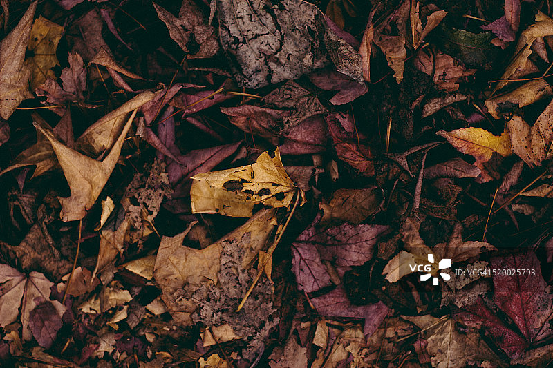 地板上的树叶图片素材