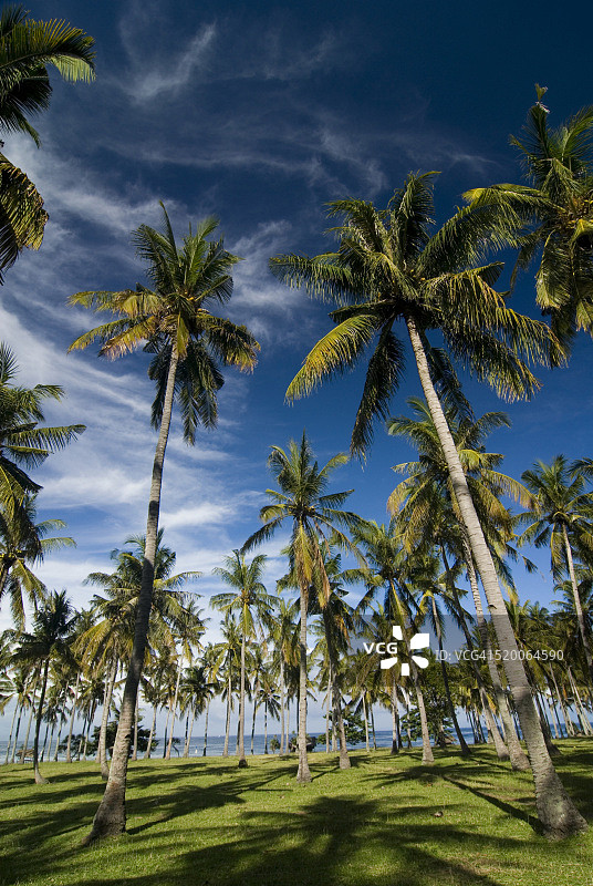 印度尼西亚龙目岛的椰子林图片素材