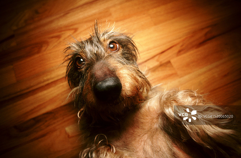 仰卧刚毛腊肠犬图片素材