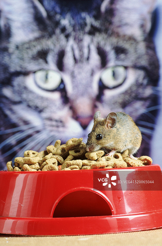 猫和老鼠图片素材