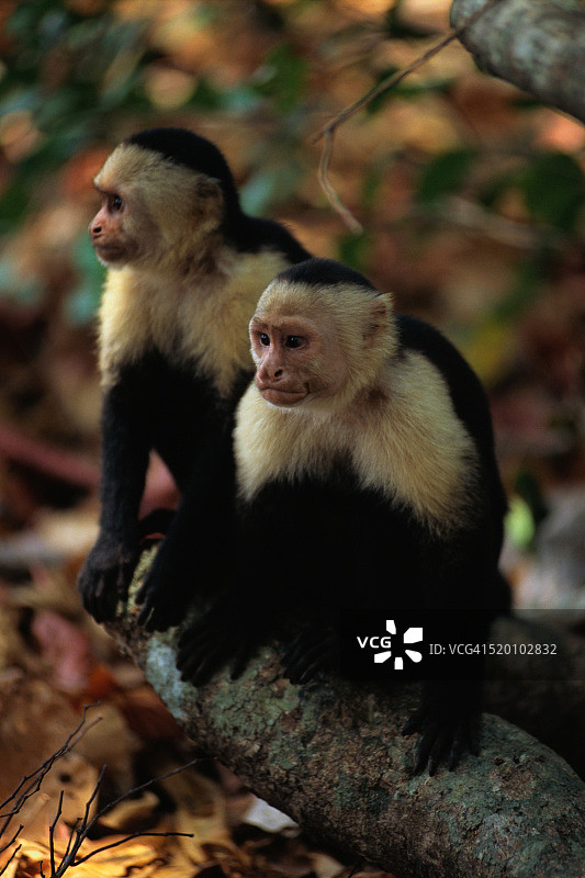 一对白面卷尾猴图片素材