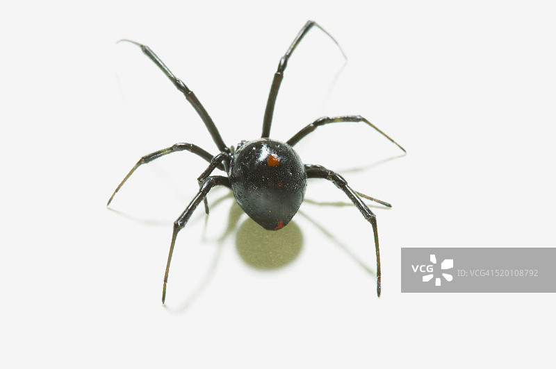 黑寡妇图片素材