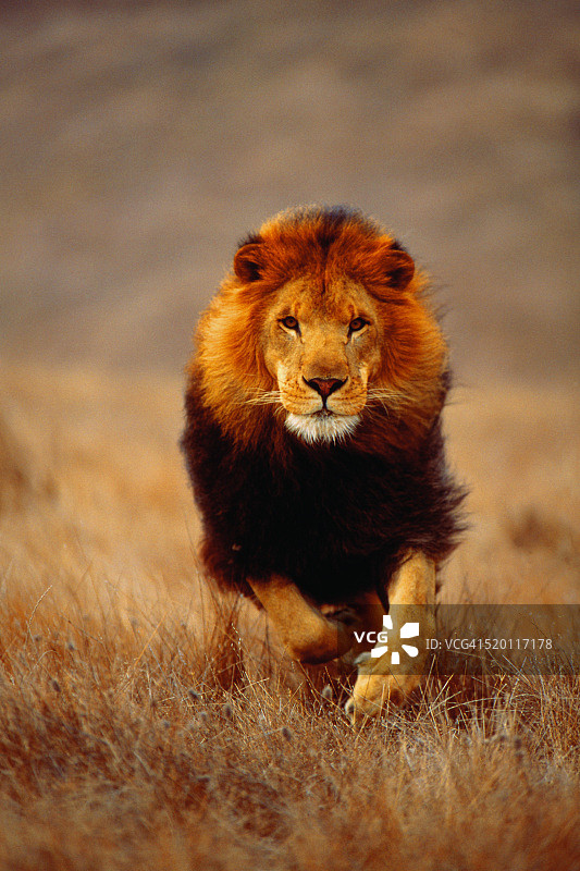 在稀树草原上奔跑的狮子图片素材
