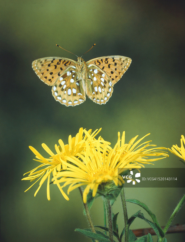 贝母蝴蝶飞过黄花图片素材
