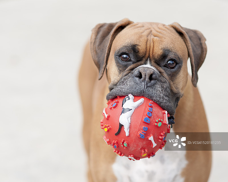大型犬的规则图片素材
