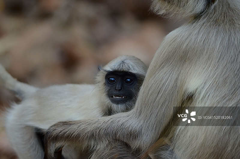 在母亲怀里的猴宝宝图片素材