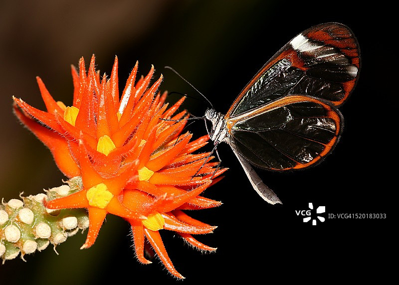 玻璃翼蝴蝶图片素材